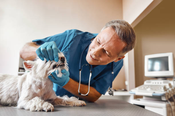 Best Emergency Dental Care for Trauma or Injury in Jackson Center, OH